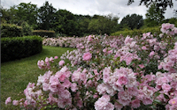 20130701HortusHarenVleugelsVerbeeld