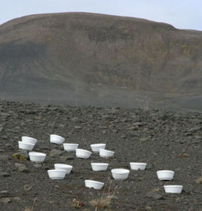 eerstekommeninlandschap.jpg